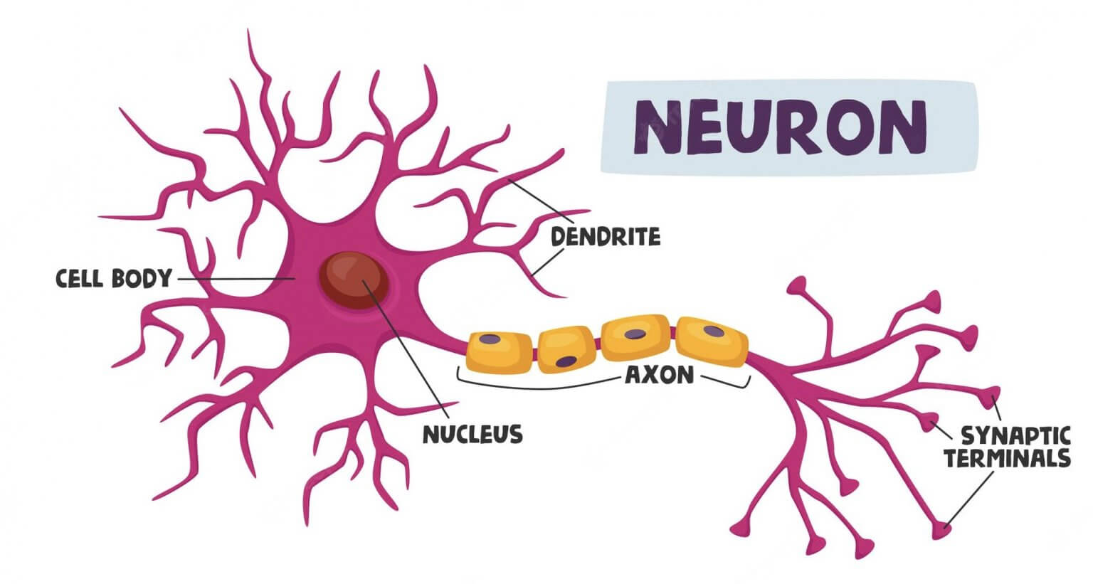 AI 01 How does an artificial neuron work? Studyraft
